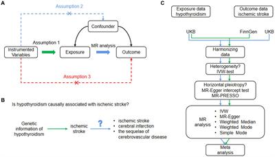 Exploring the causal factor effects of hypothyroidism on ischemic stroke: a two-sample Mendelian randomization study